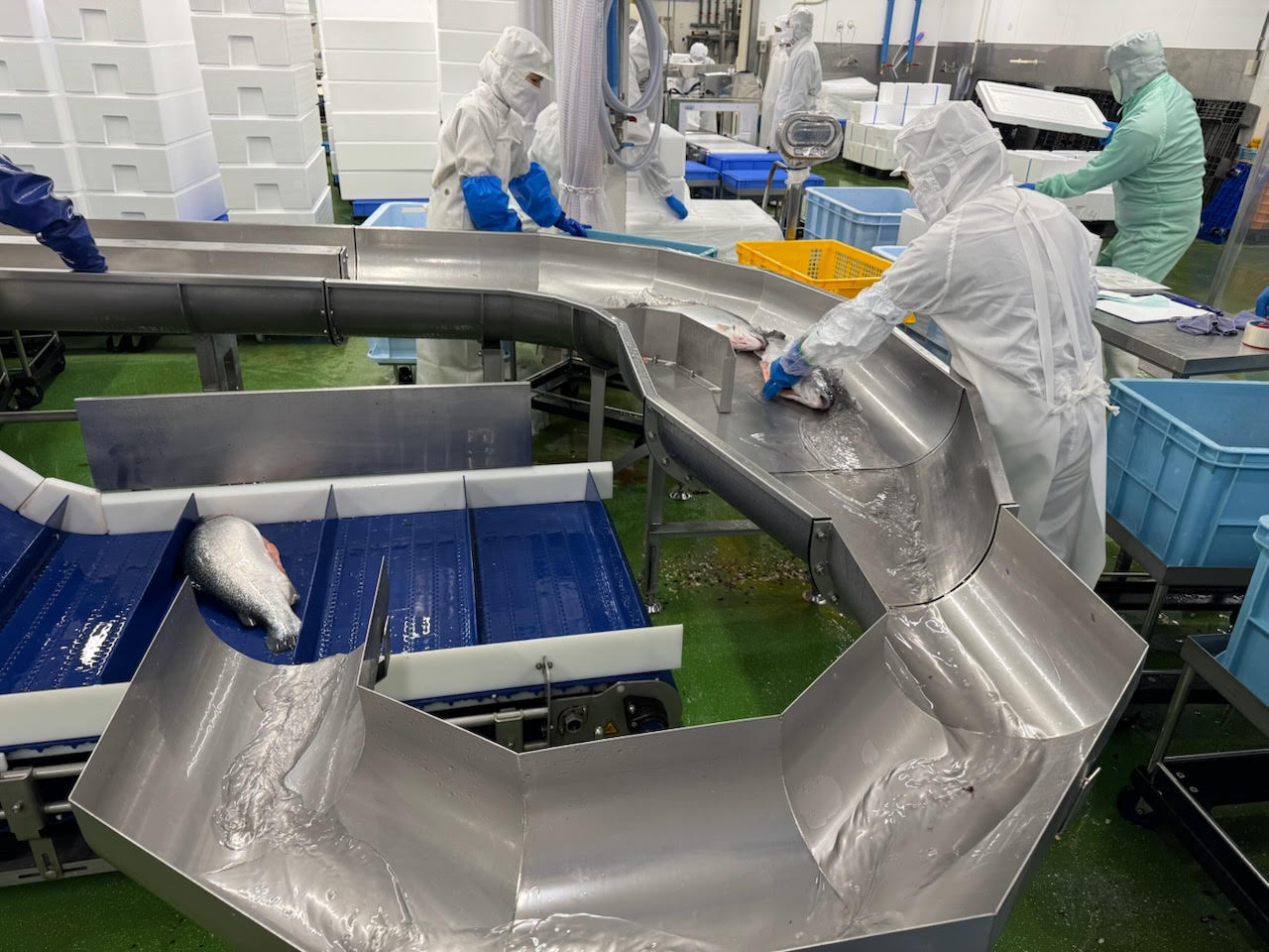 New Hatchin Appointed Exclusive Importer and Distributor of Hokkaido and Aomori Salmon by Okamura Foods Co., Ltd.